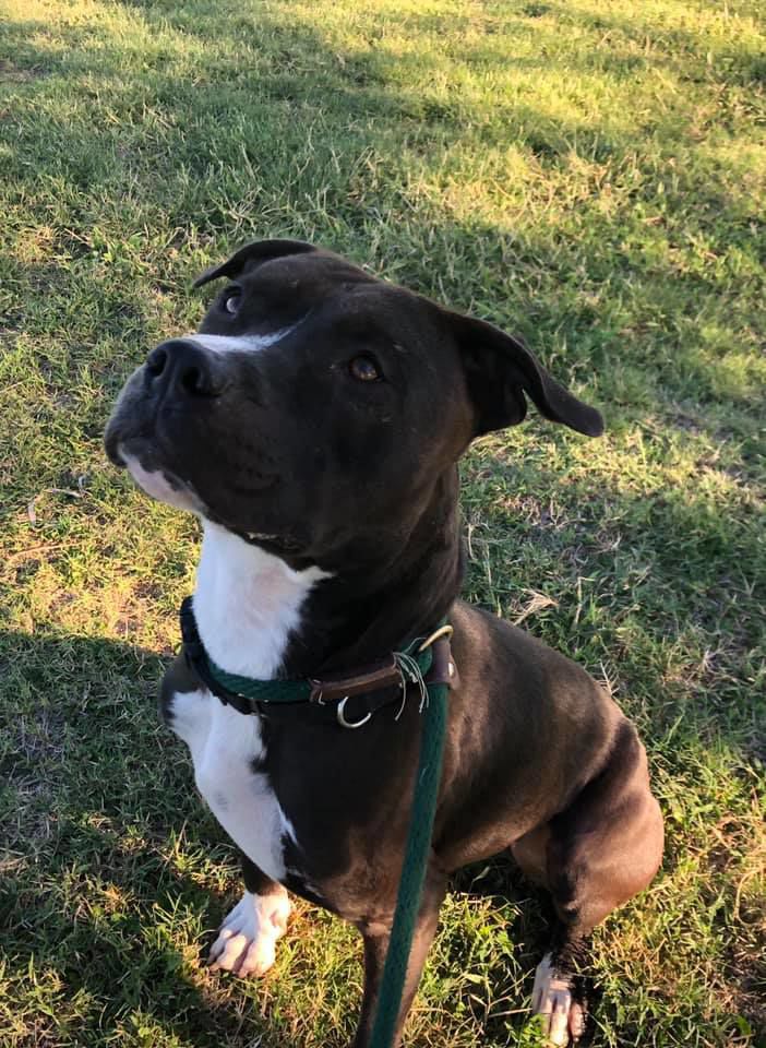 Adopt a friend: Billy the Kid